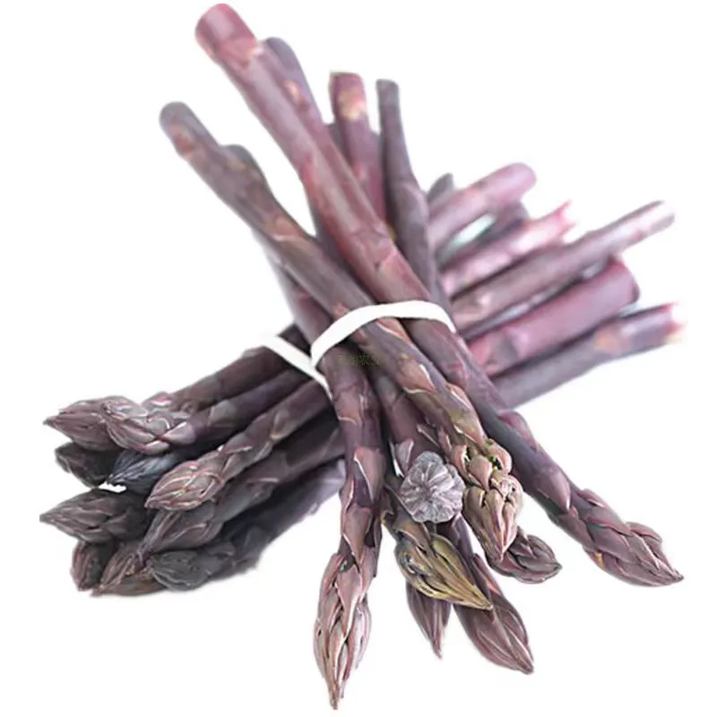 芦笋根苗种植?紫色绿色四季阳台盆栽✨