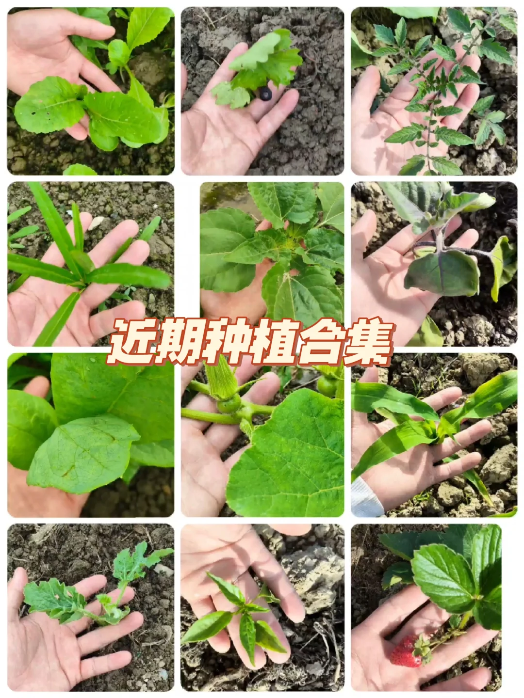 看看?我都种了啥⁉️