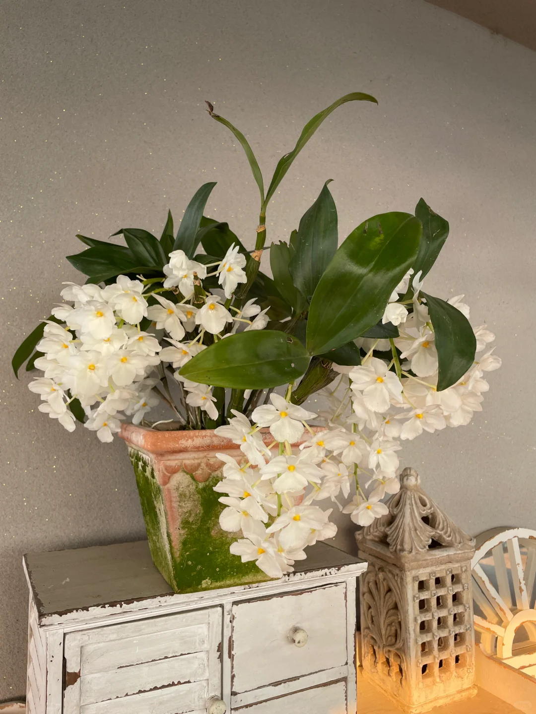 我的兰花（二）