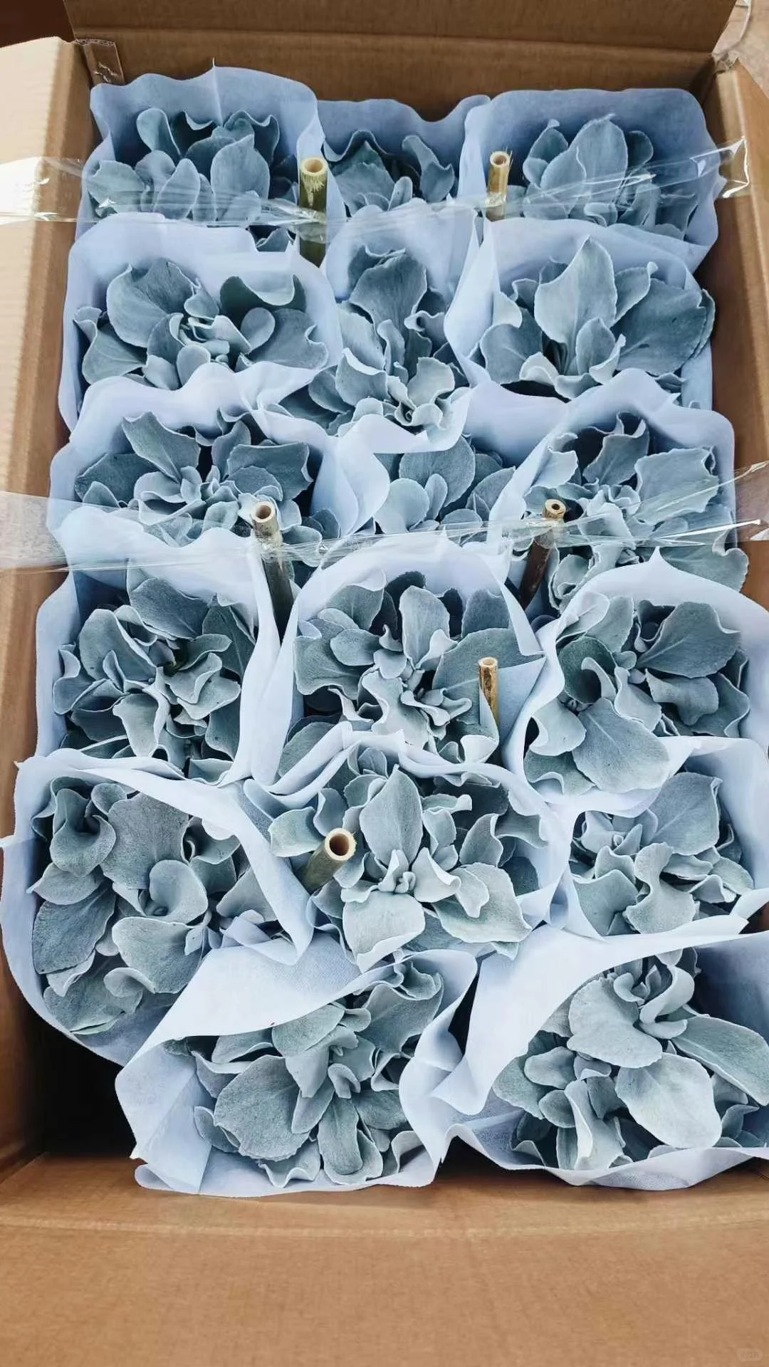 宝子们来猜猜你们认识那几款花花。