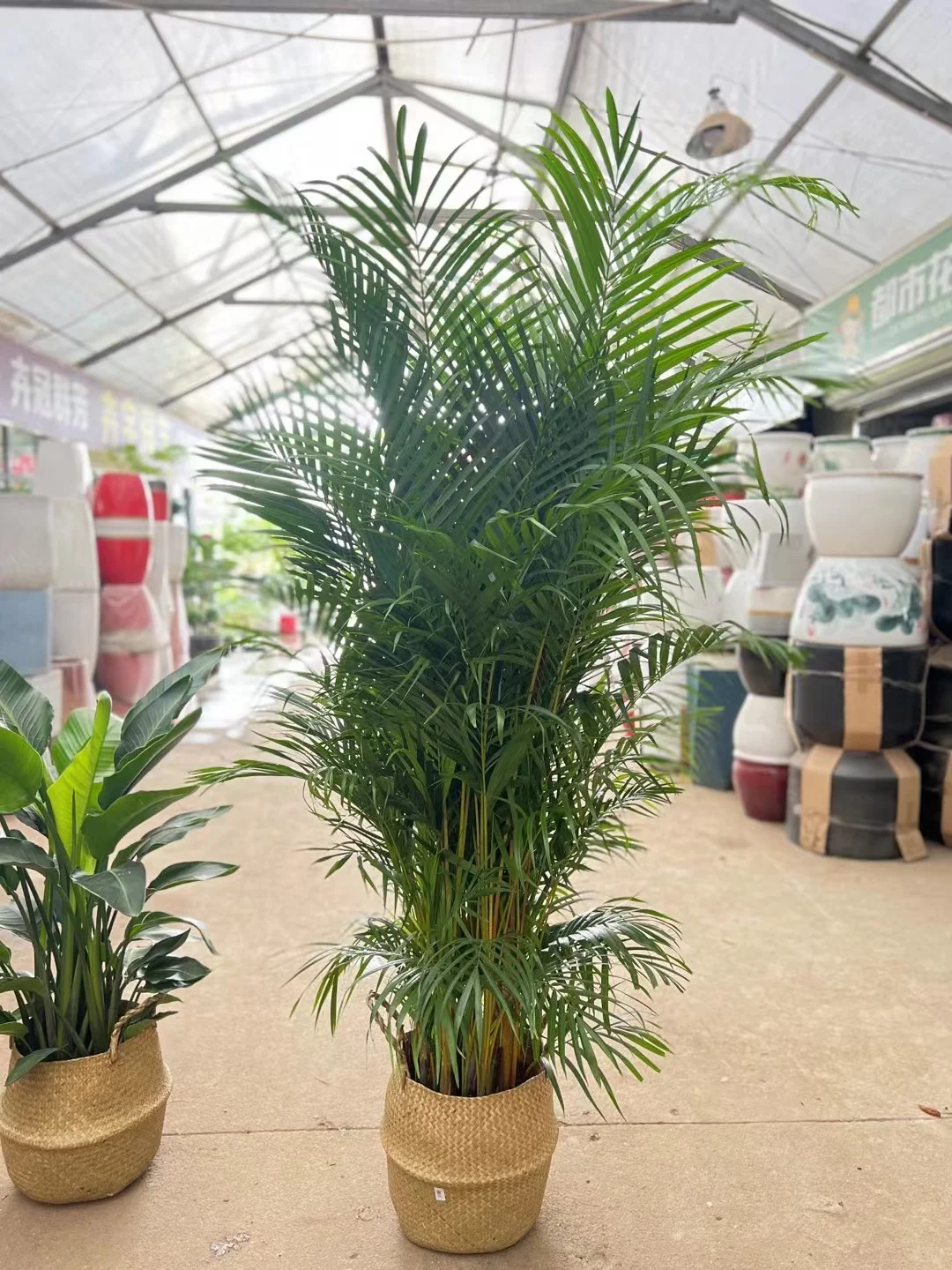 深圳绿植香港可送货上门