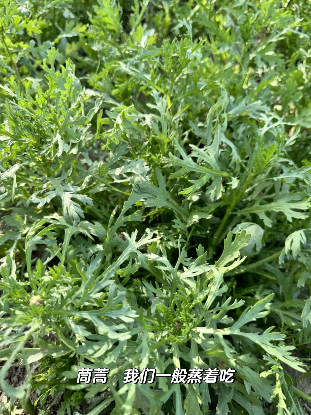 老妈的宝藏菜园，承包我家一年的蔬菜?