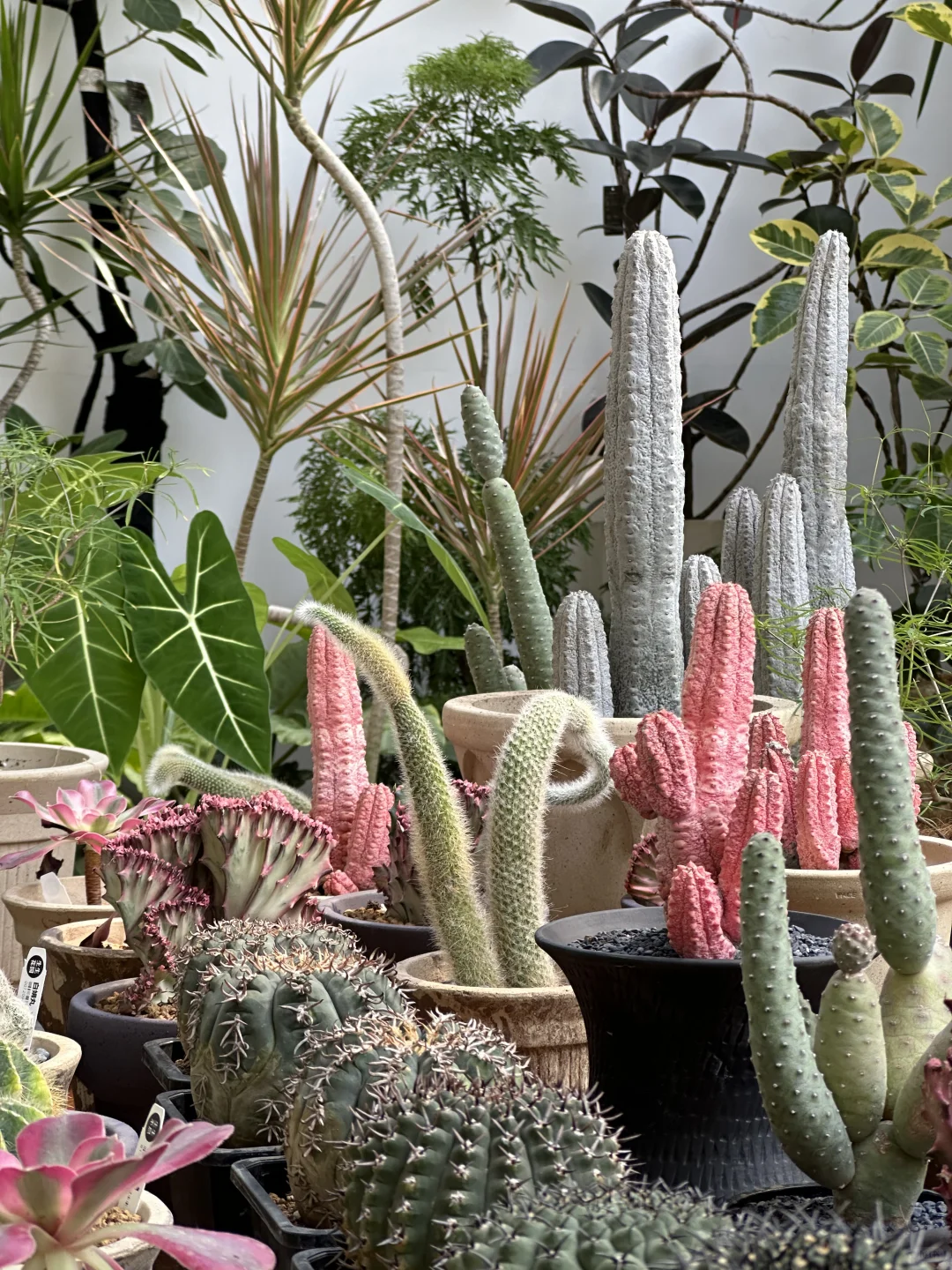 花店的治愈时光