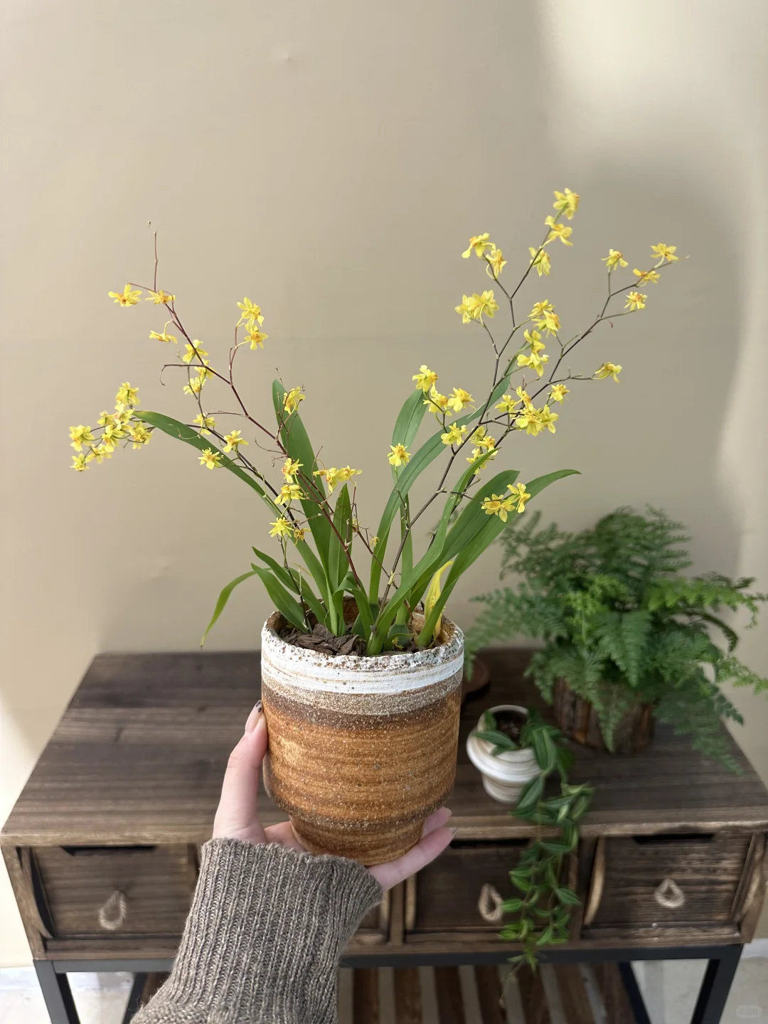 平价小众绿植分享?