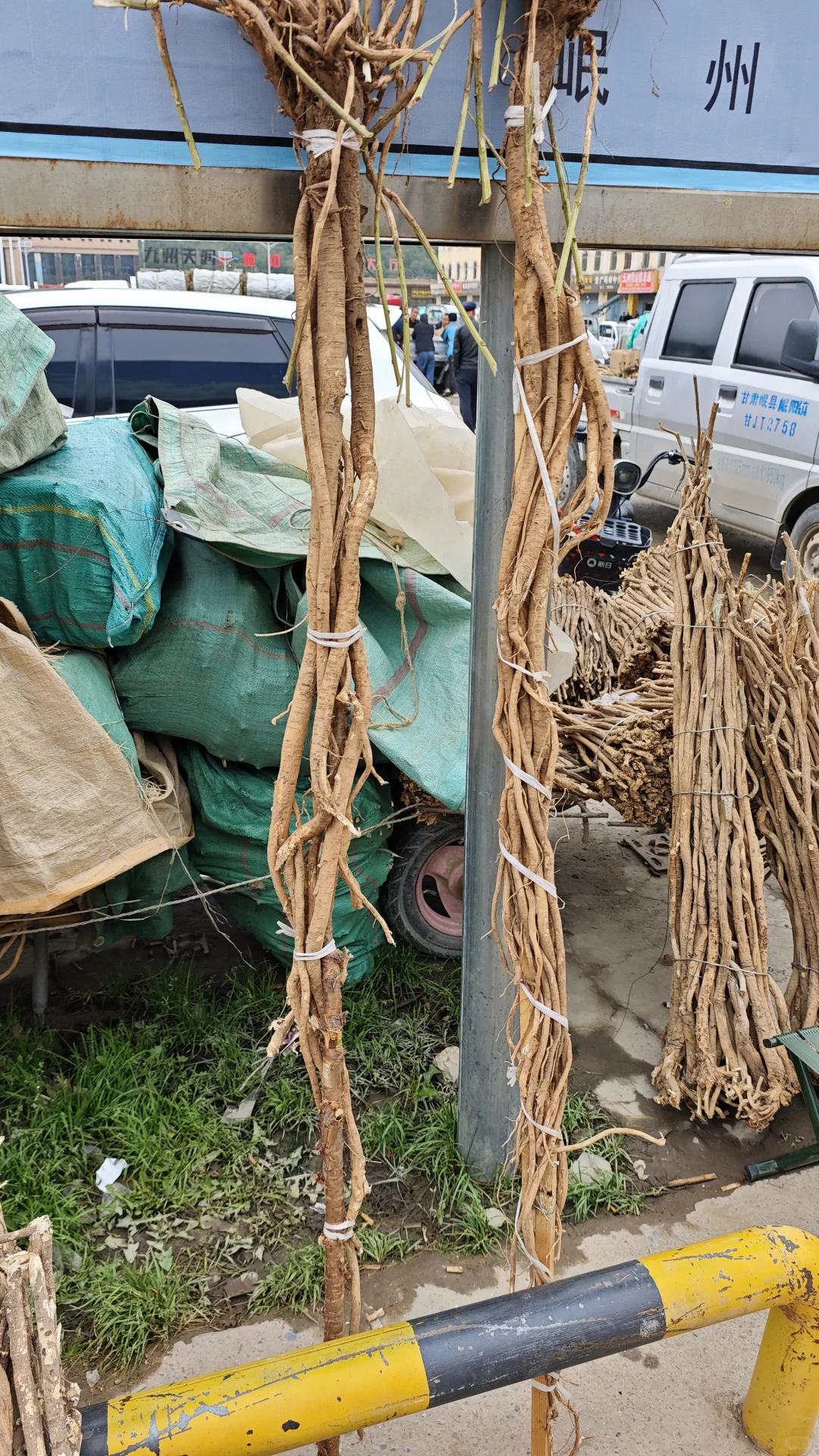 野生黄芪大起底！这些真相你知道吗？