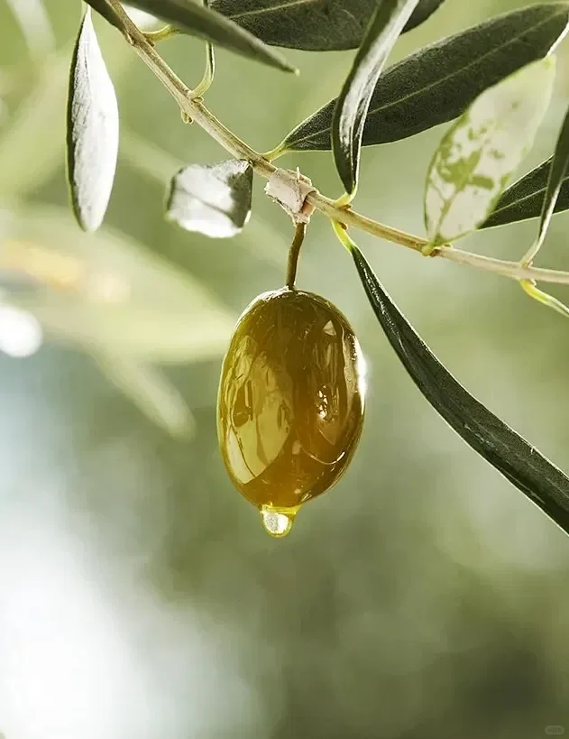 护肤成分-油橄榄
