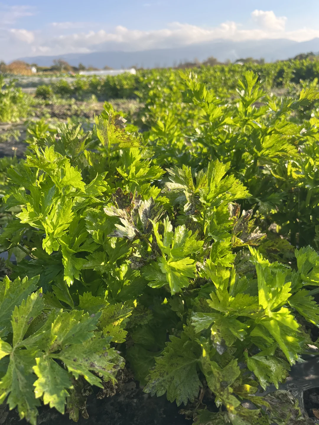 大理的冬天，挖到了「矮墩墩」的西芹??