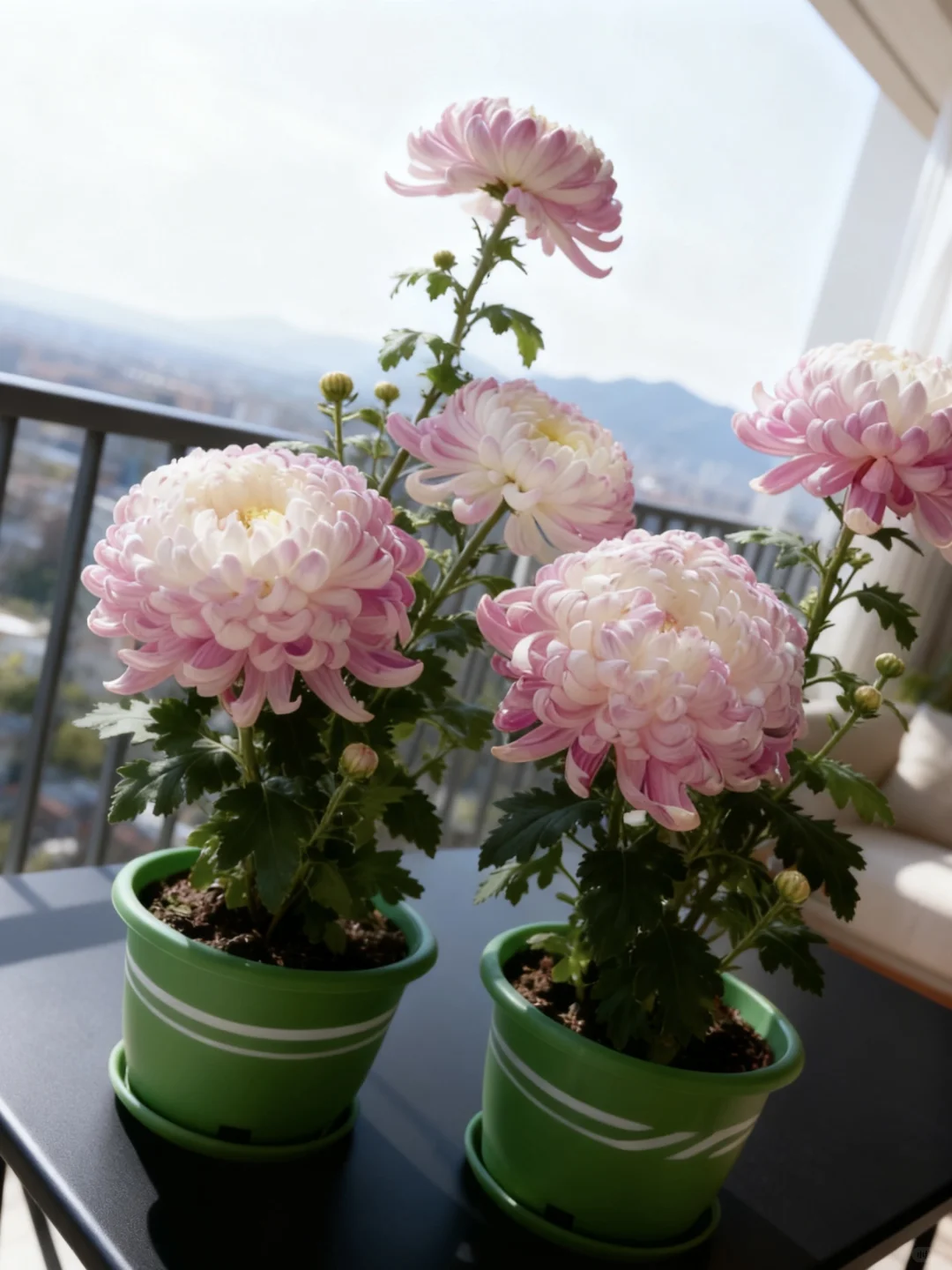 网购菊花大成功！10天爆花惊到我了