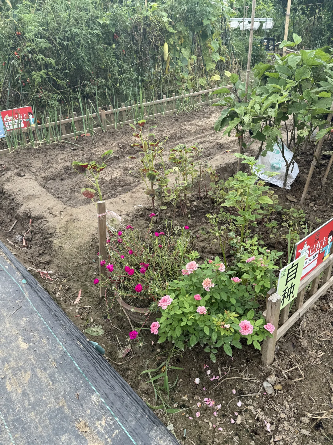 不一样的种植，一样的快乐