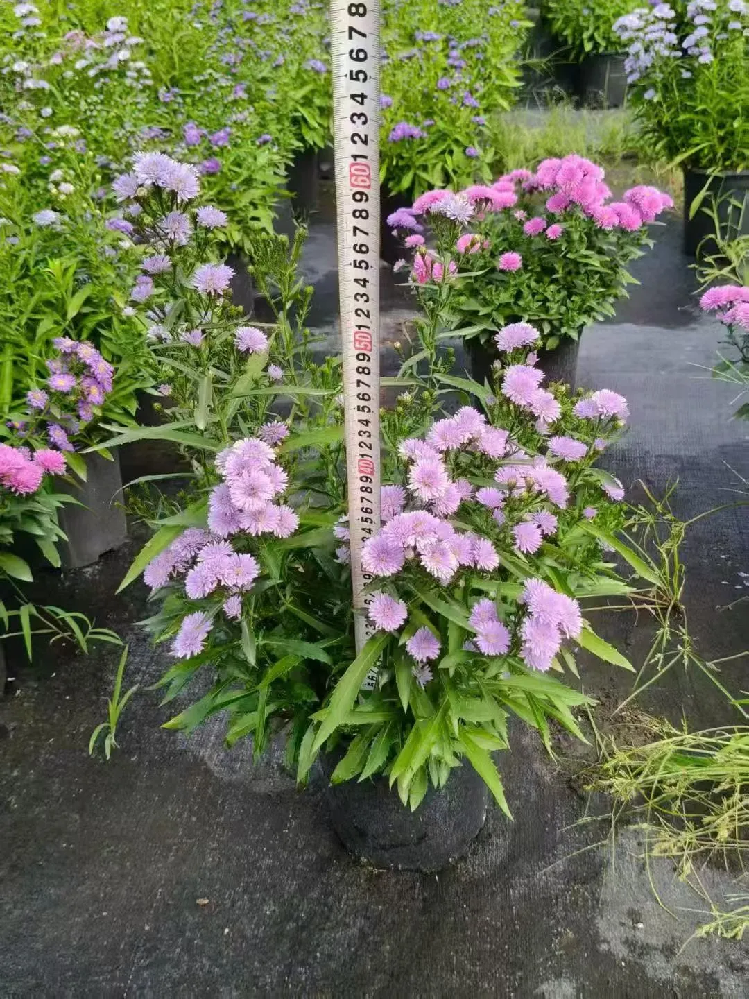 【苗木～紫菀】