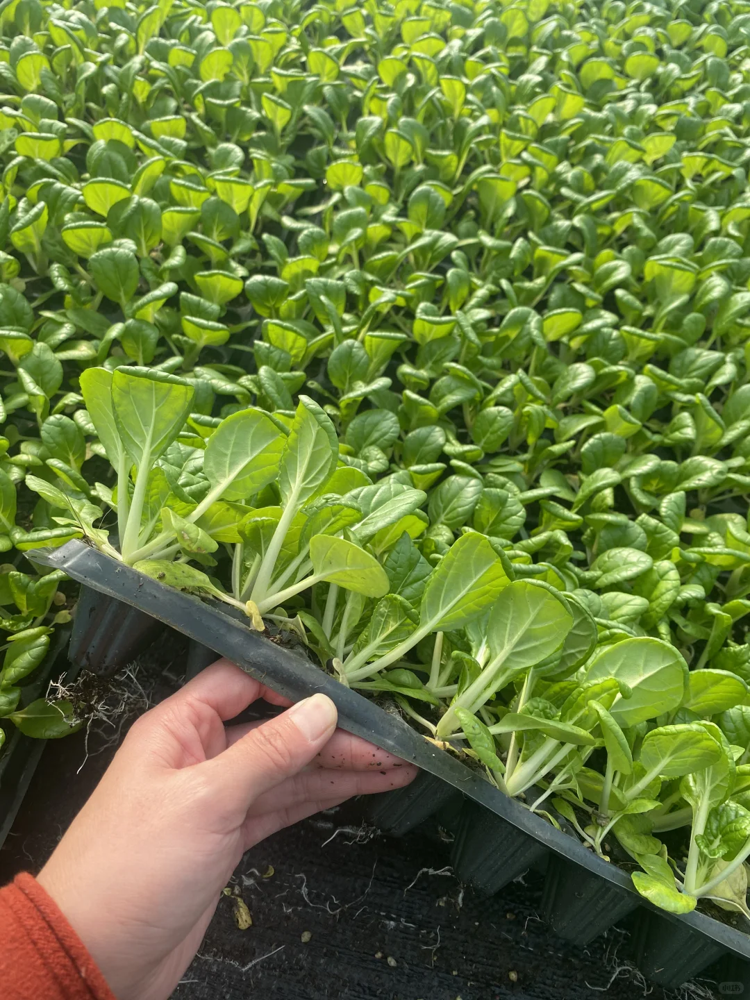 我看看现在还有人种乌塌菜吗