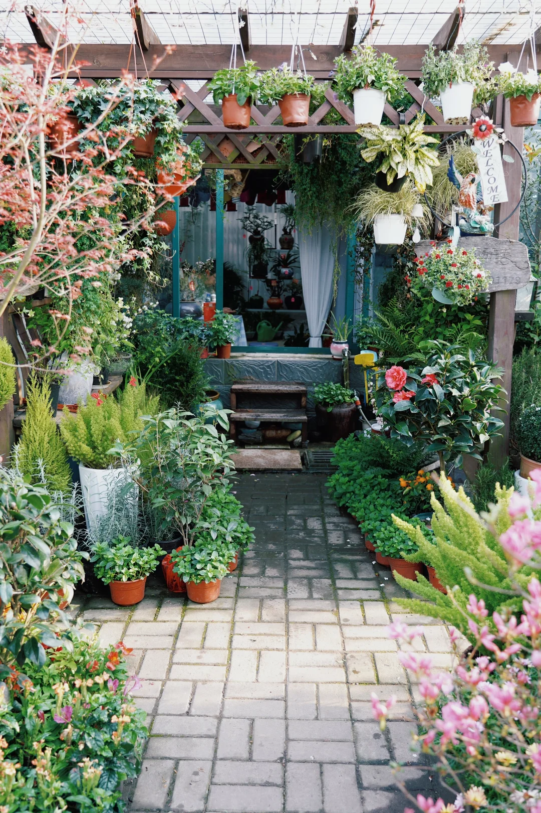 ?合肥的花市已经美到下一个level了！