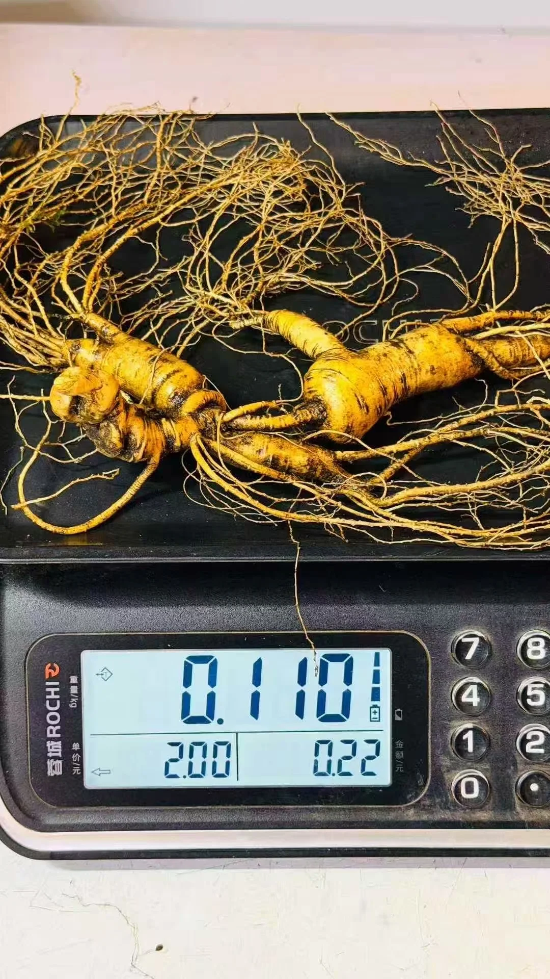 林下参的好处你知道么