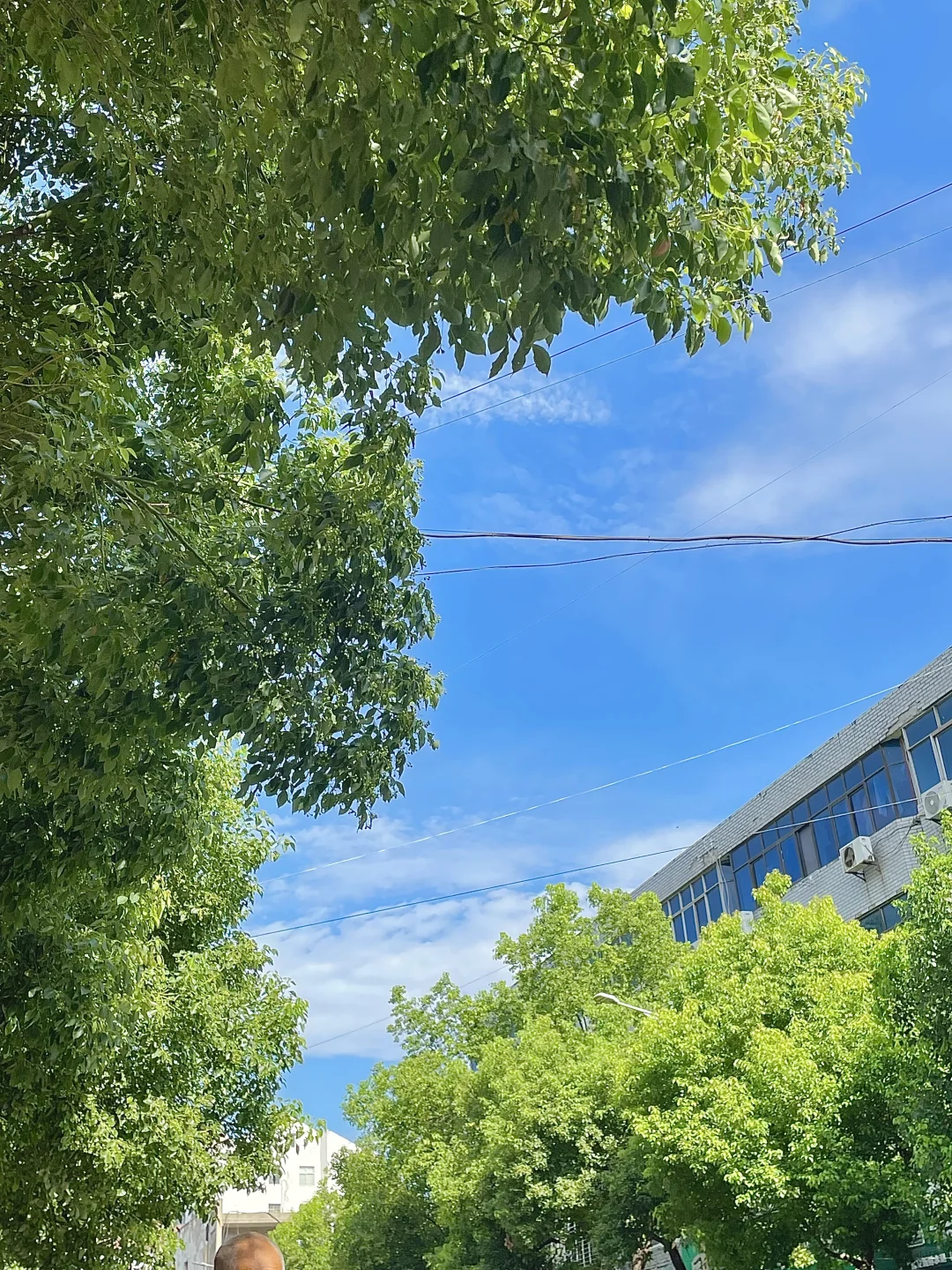 跟着奶奶卖自种鲜菜咯～