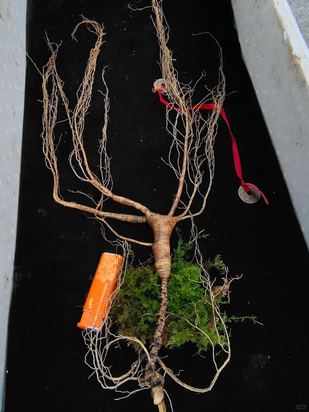 今日份野山参：野山参卢头长，属于上等精品