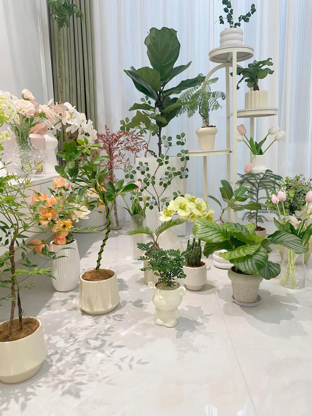 pxx?20➕的小绿植(含花盆！)拥有了自己的家