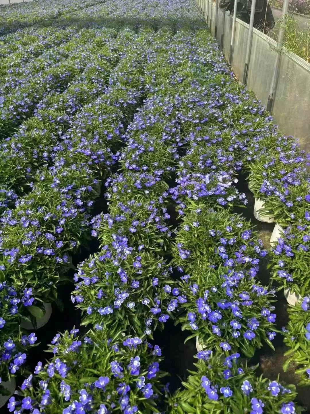 宝子们来猜猜你们认识那几款花花。