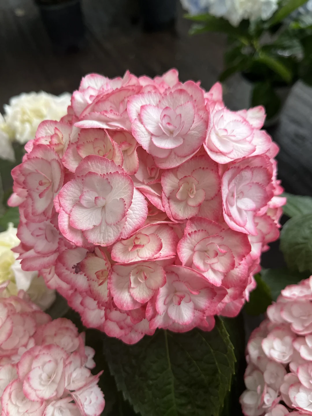 今天的绣球花也太治愈了～