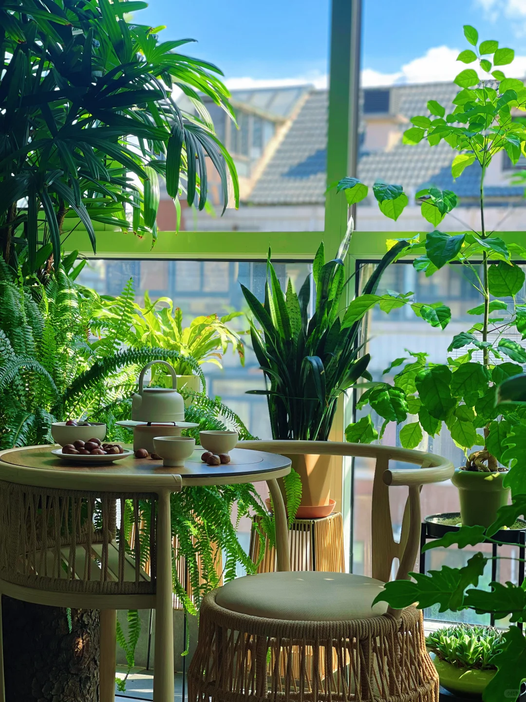 9m²小森林｜跟大家聊聊我家阳台的植物选择