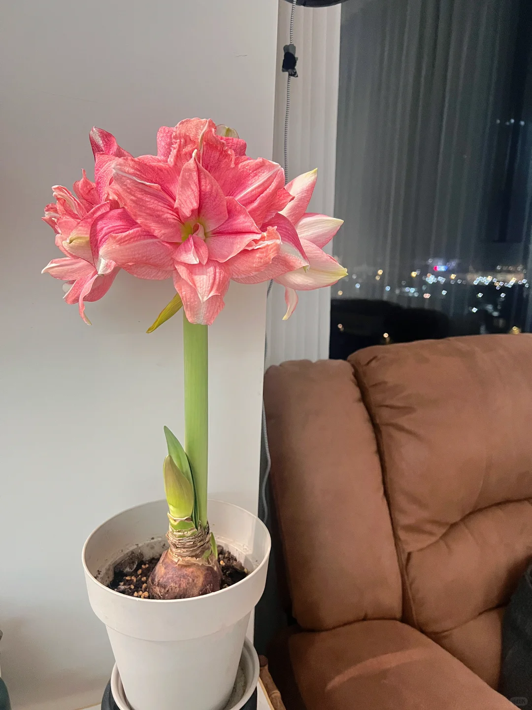 没想到这个花开了之后还是挺震撼的