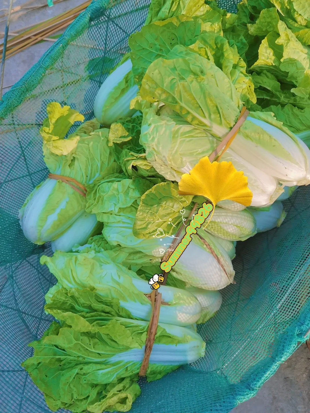 蔬菜品种合集???????