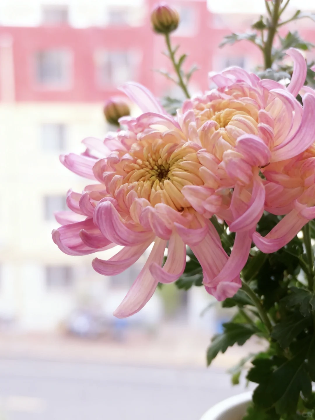 先声明，网购的，我只养了十来天！不要喷