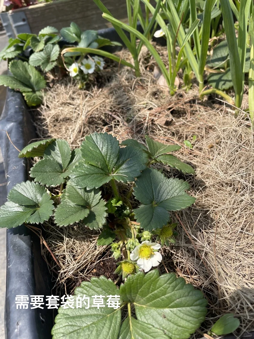 可食花园｜套种大法你知道吗