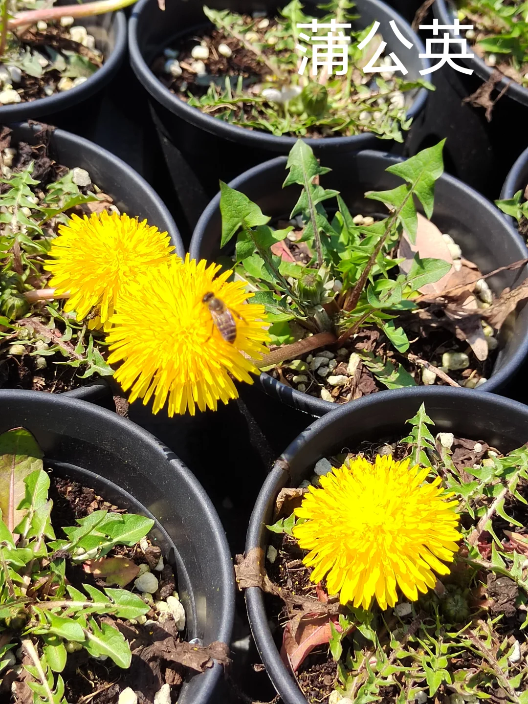 春季各种观赏蔬菜品种