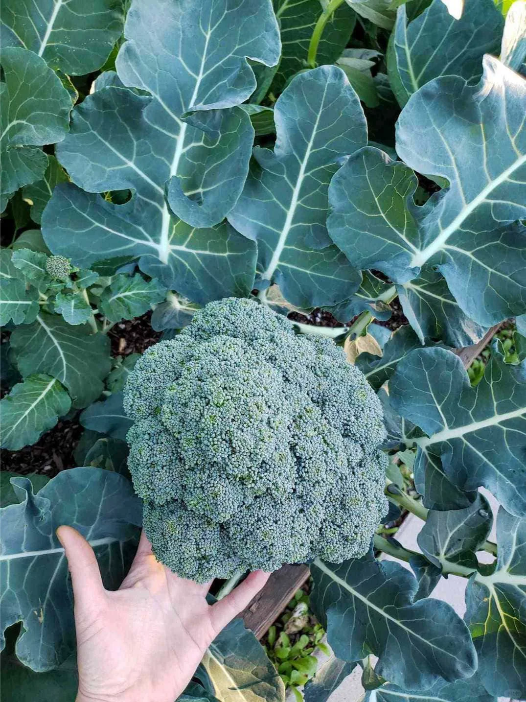 我们种植了什么：2024年秋冬花园