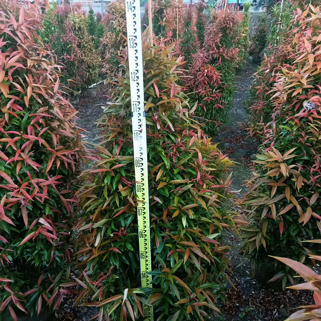 中山红车苗基地直供！鸿运当头栽庭院