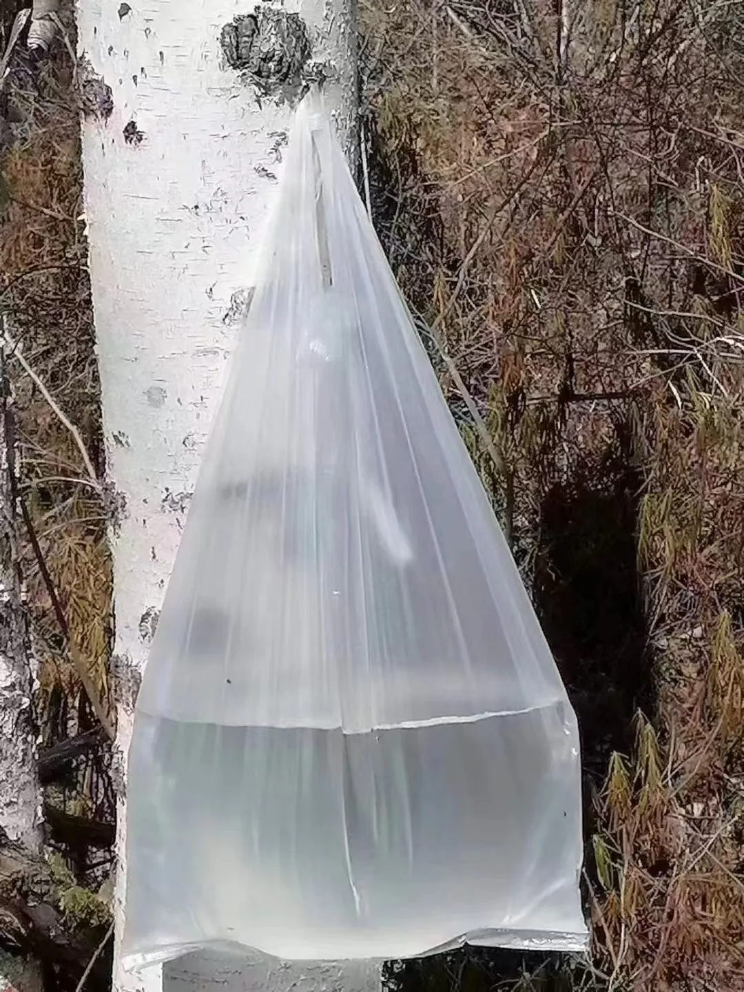 大兴安岭最新采集桦树汁原汁