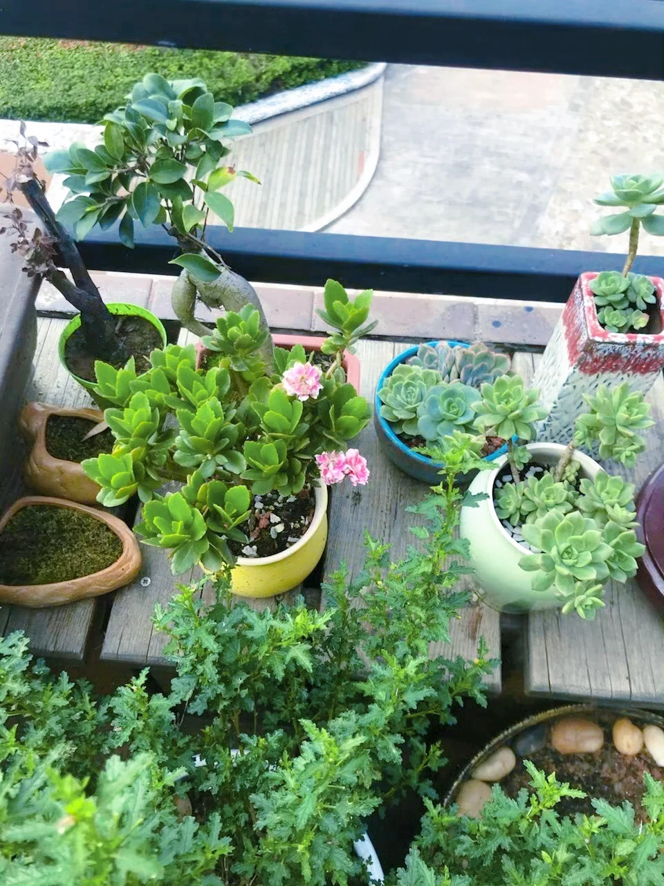 谁懂养花人的快乐?