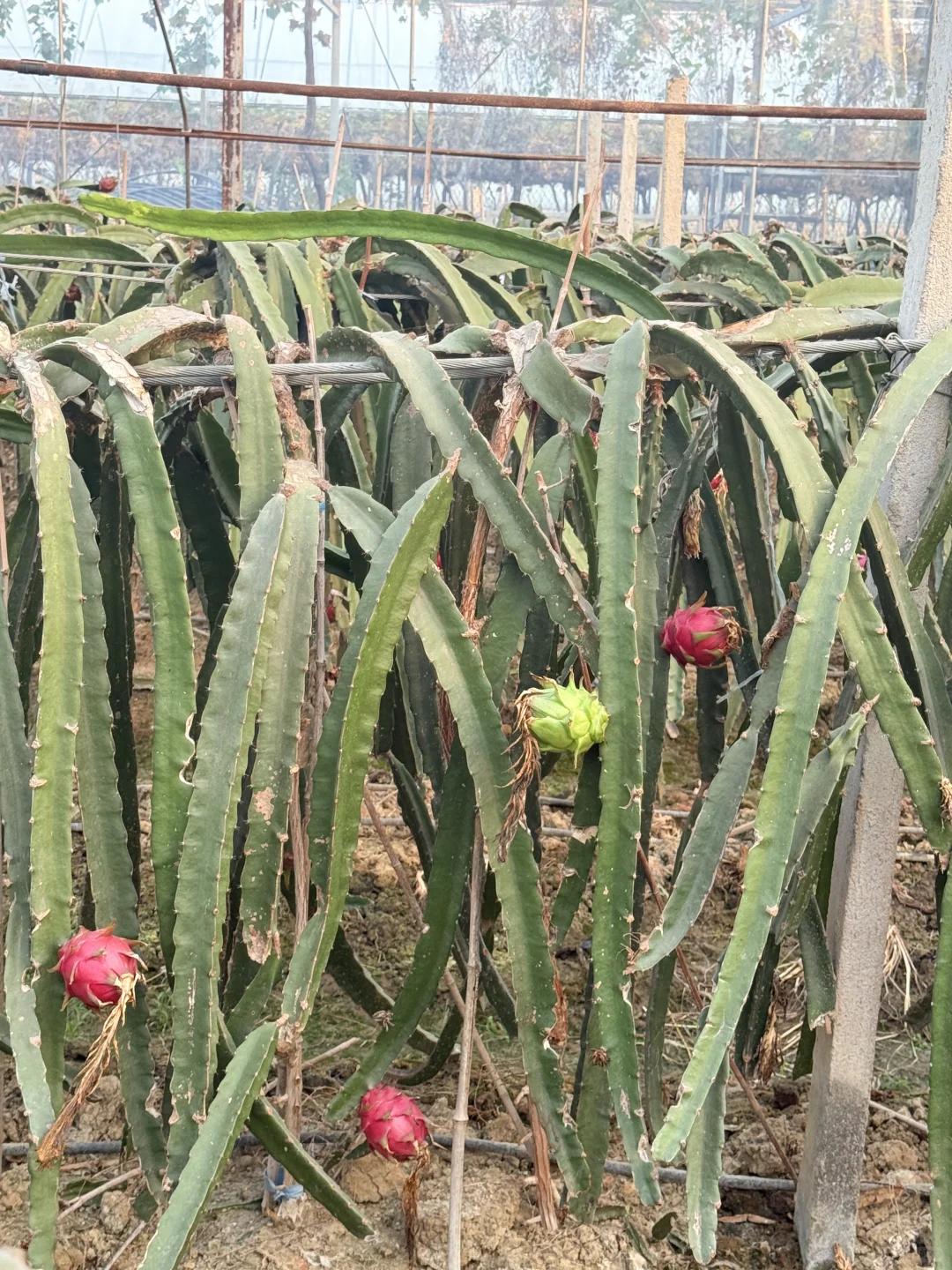 合肥亲子｜摘蘑菇?蔬菜?火龙果?