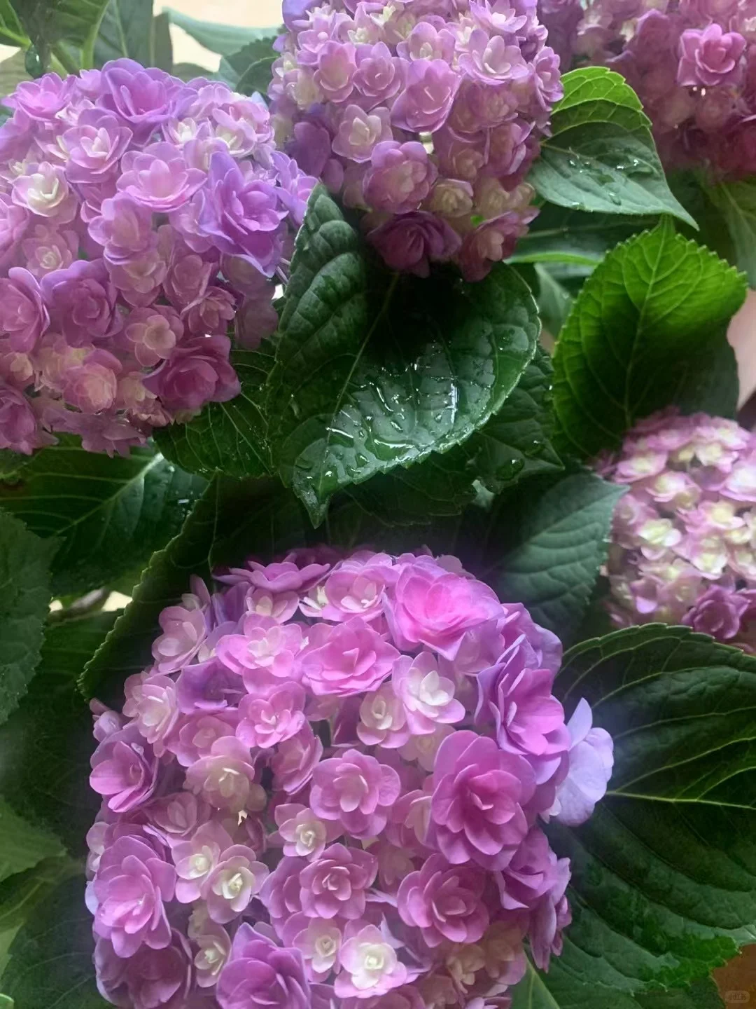 治愈系｜养花如养人,取悦自己