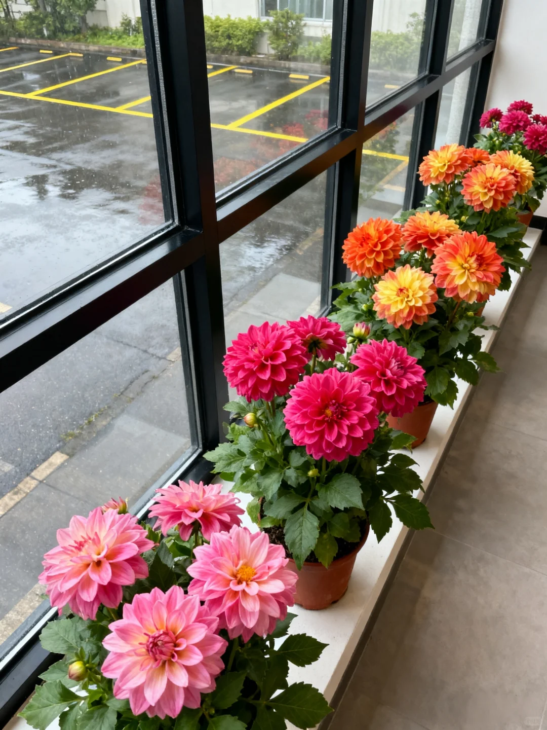 爆花秘诀！大丽花养护看这篇就够