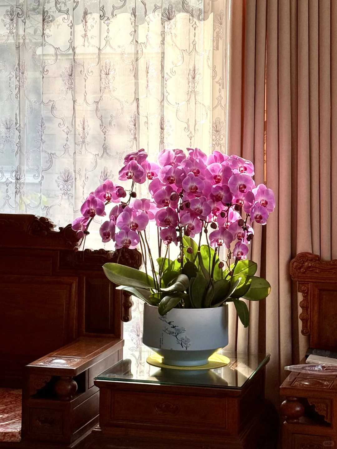 连盆十株230 ?顺德陈村蝴蝶兰下车！附地址~