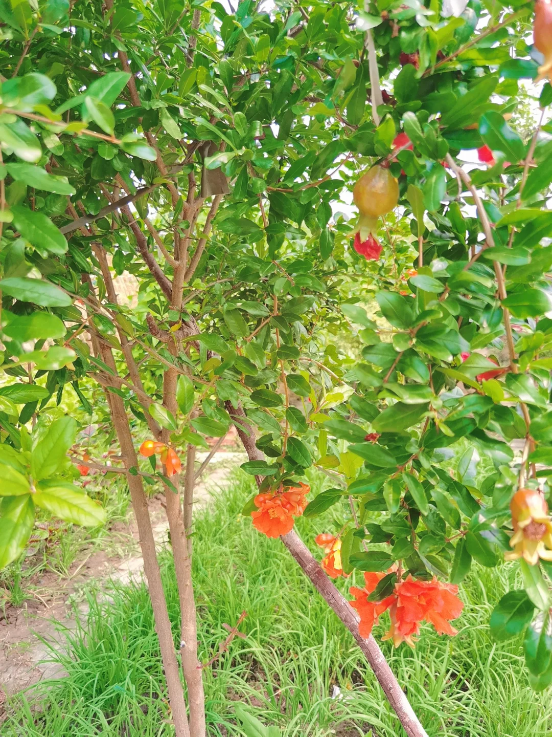 蔬菜品种合集???????