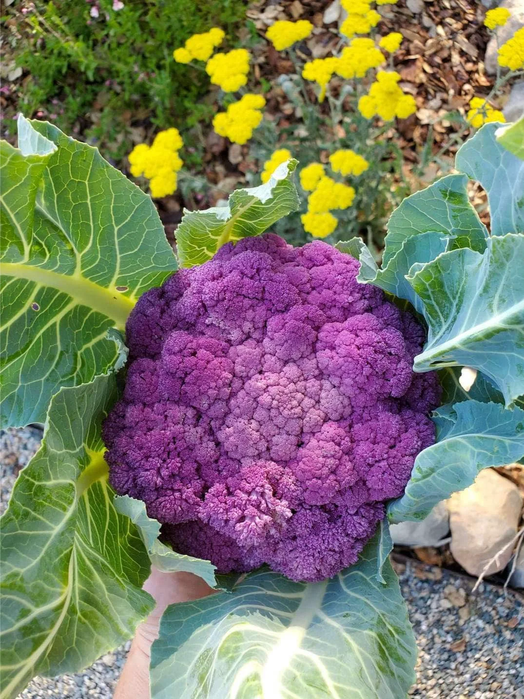 我们种植了什么：2024年秋冬花园