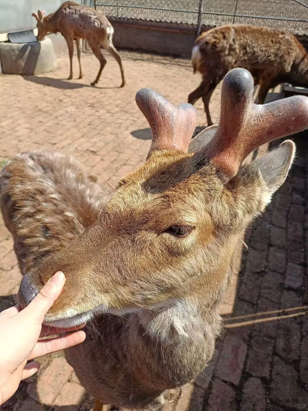 吉林辽源梅花鹿特产