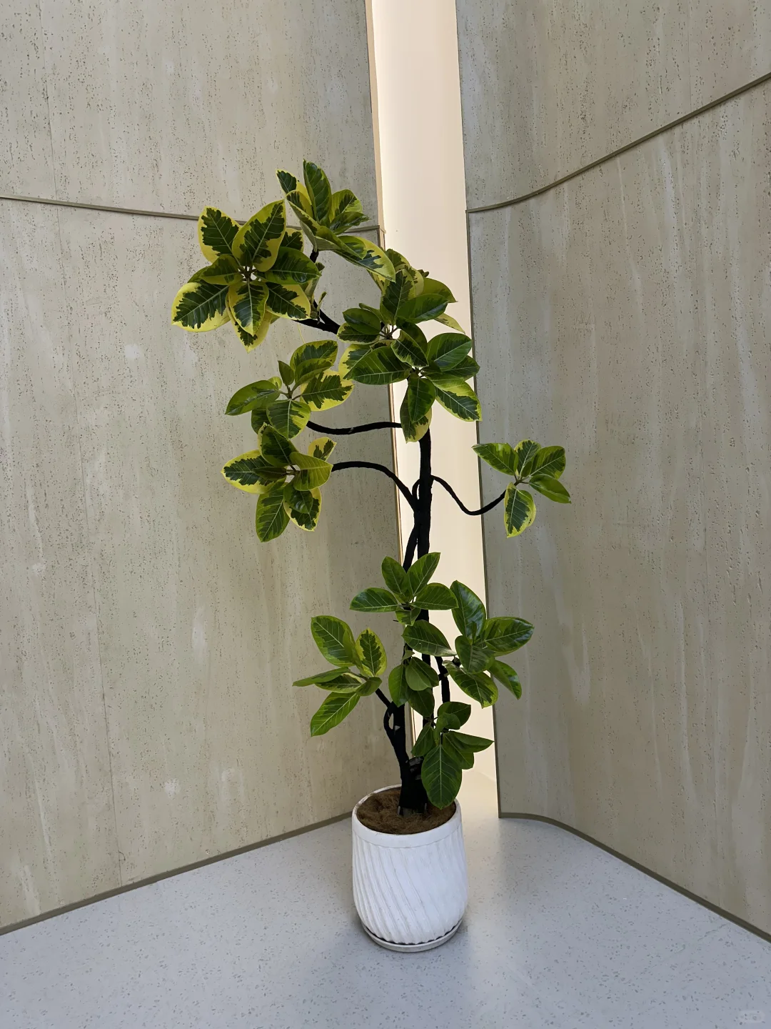 深圳绿植香港可送货上门