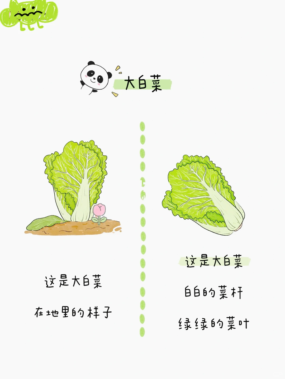 给小朋友的蔬菜图鉴