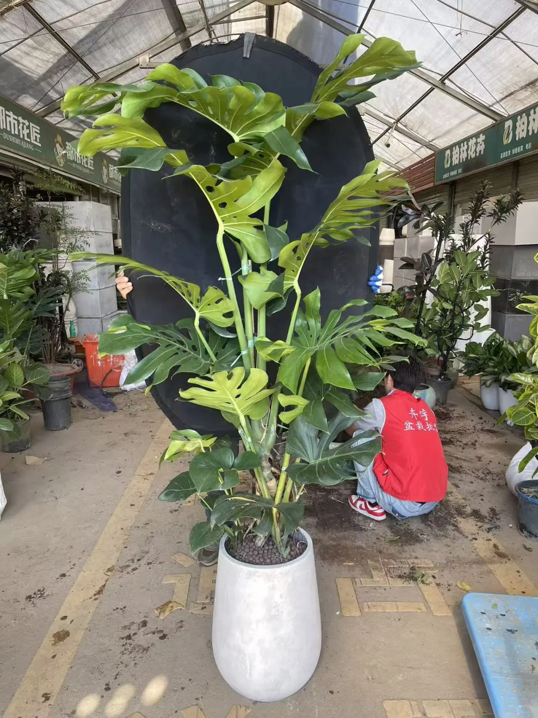 深圳绿植租赁批发，香港?配送