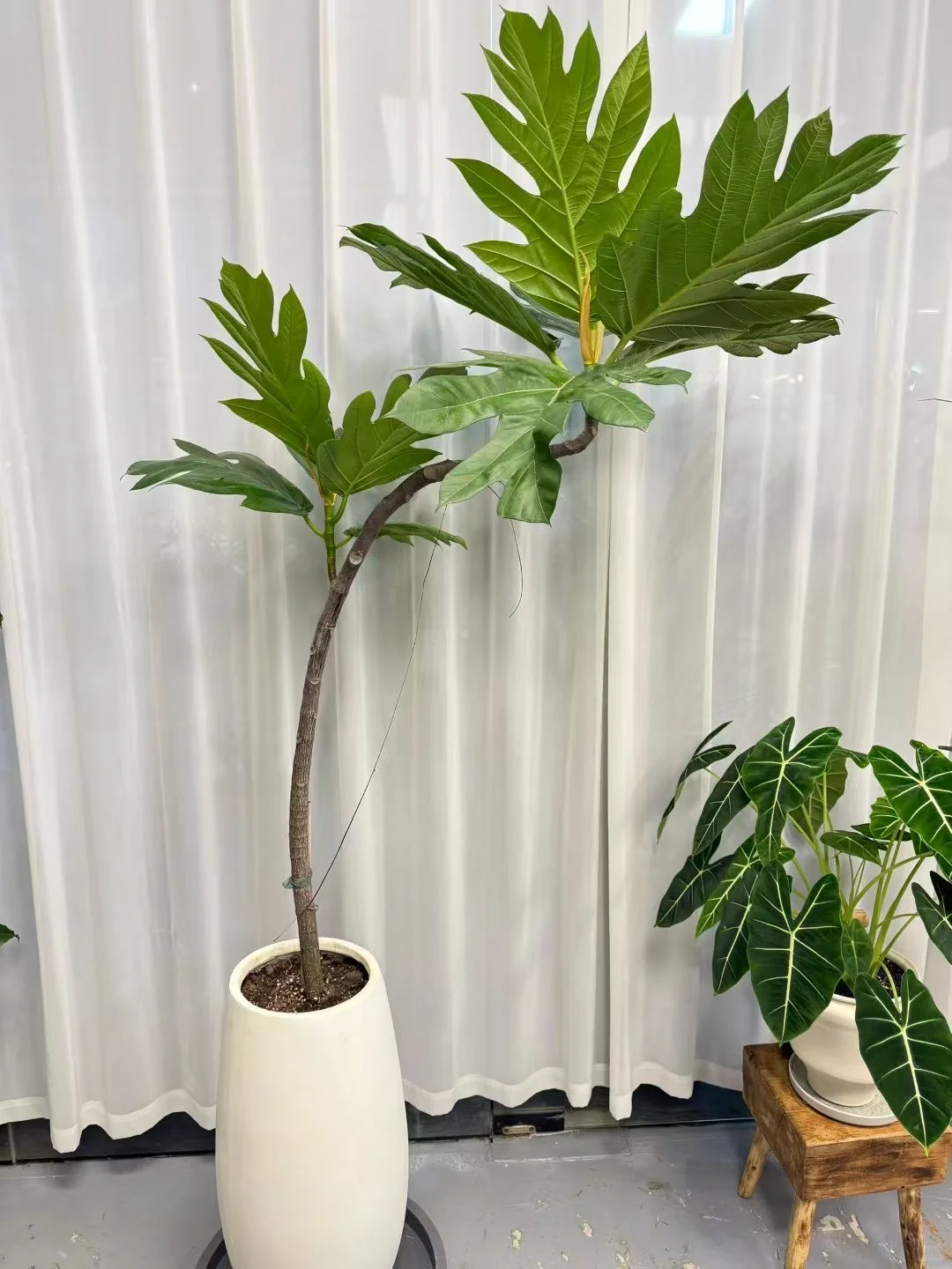 想看看你们的绿植！