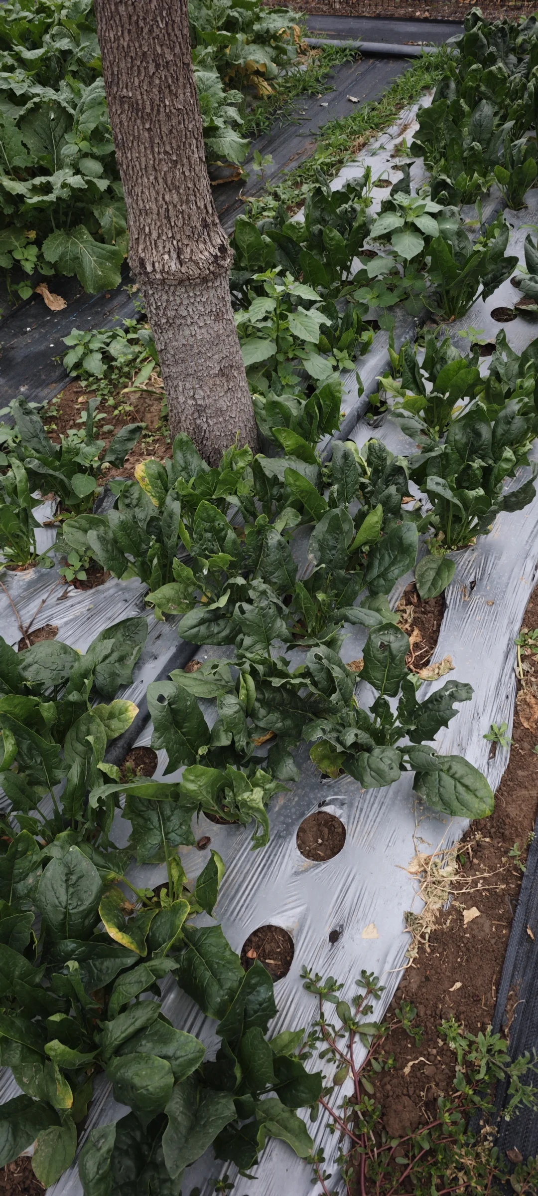 记录一下农场菜地的现状