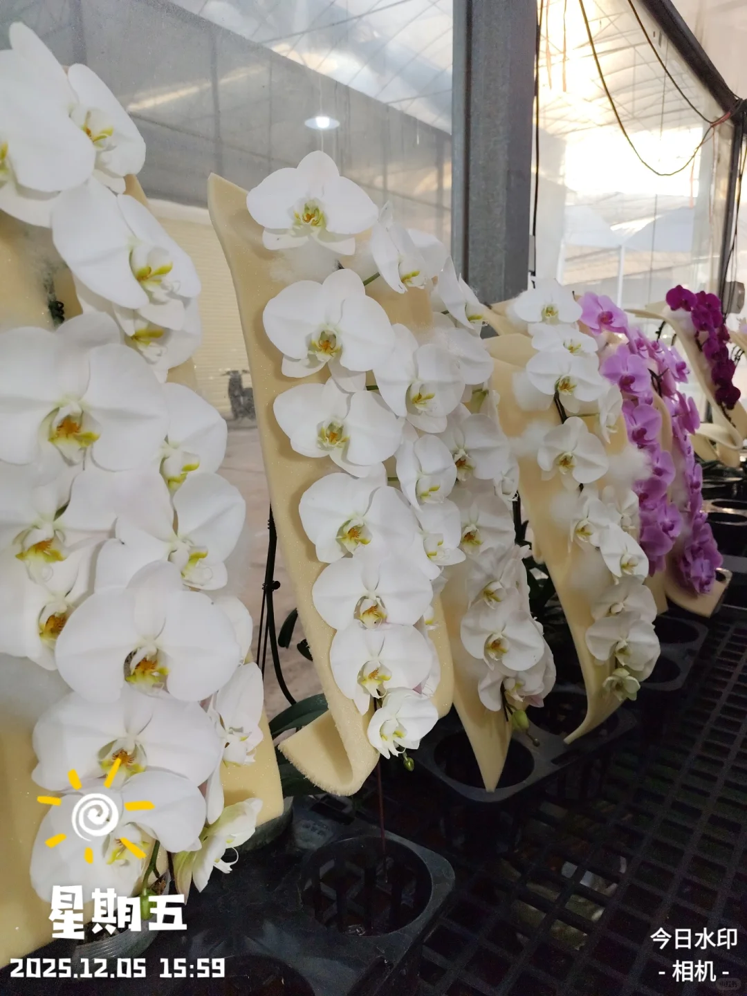 靚到Dum一聲@香港??蝴蝶兰?