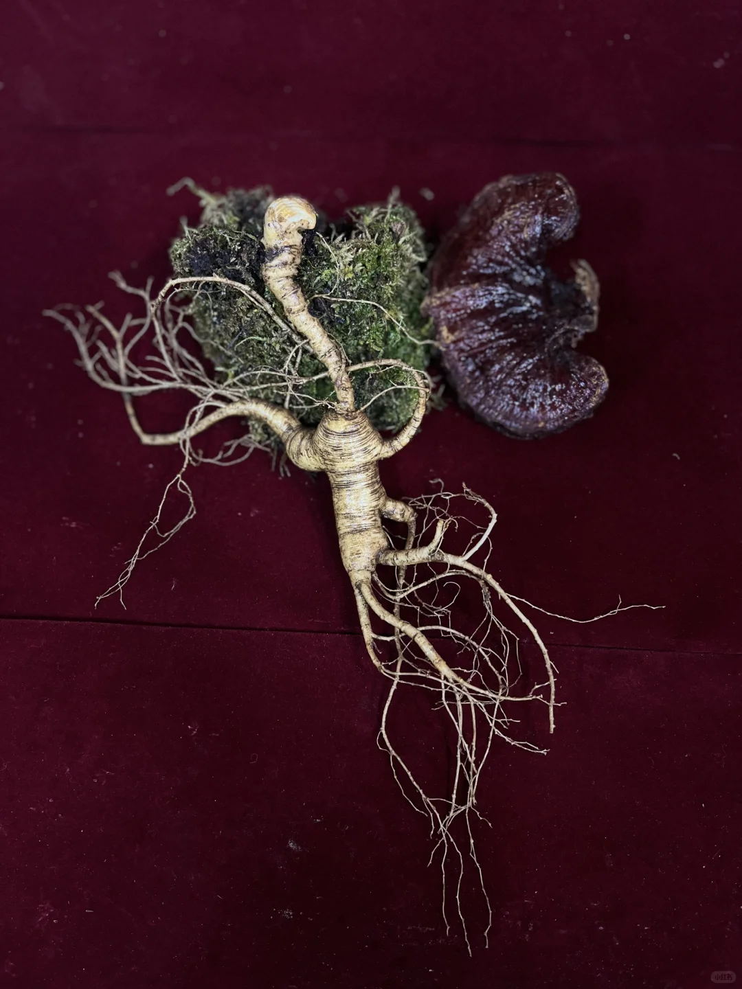 辨别林下籽参的方法