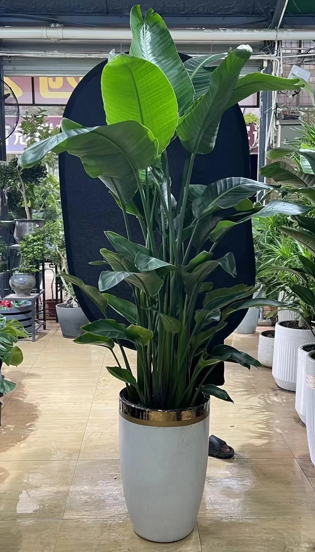 深圳绿植香港可送货上门