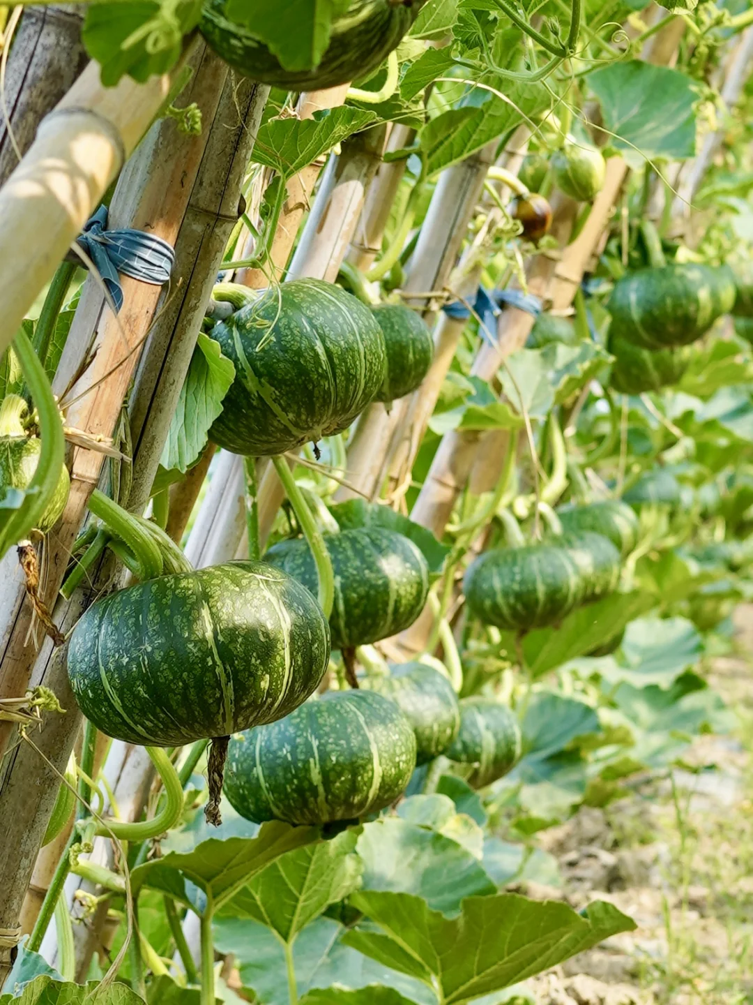 田园夏趣?乌村，让夏天的记忆不只有冰淇淋