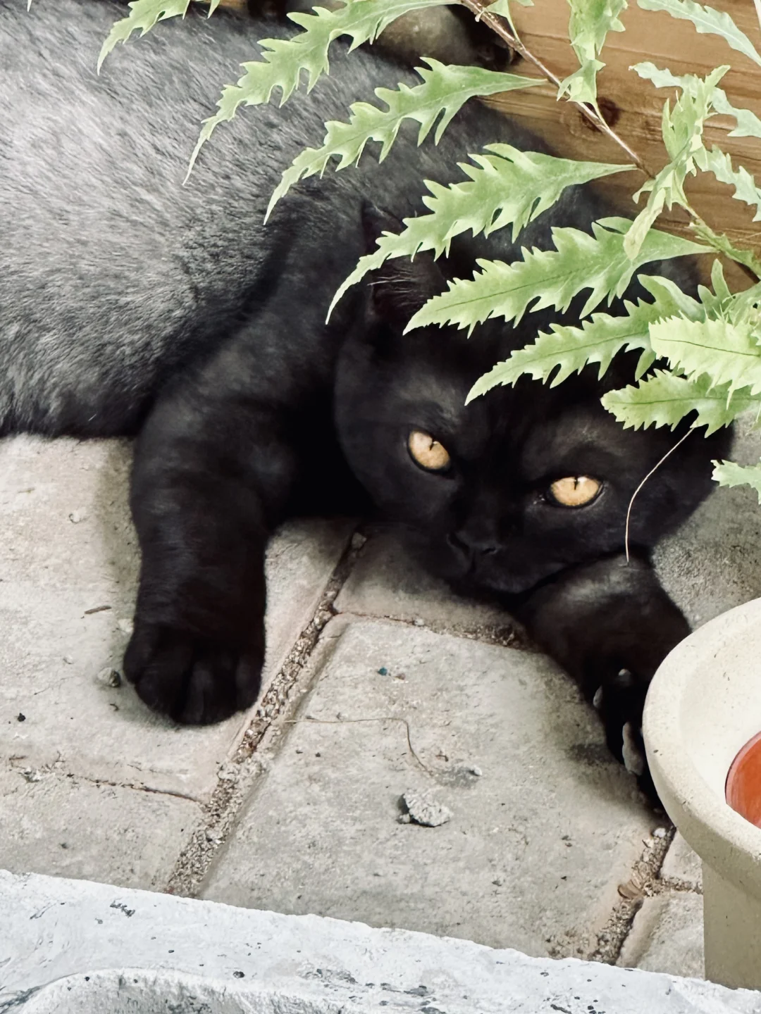 花店的治愈时光