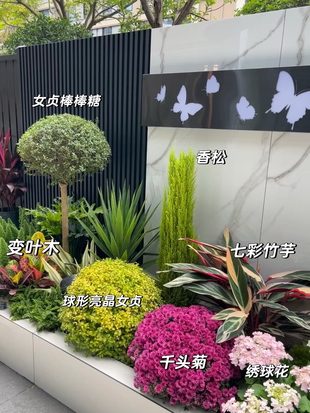 ?花园植物搭配｜普通人自己买植物装的花园